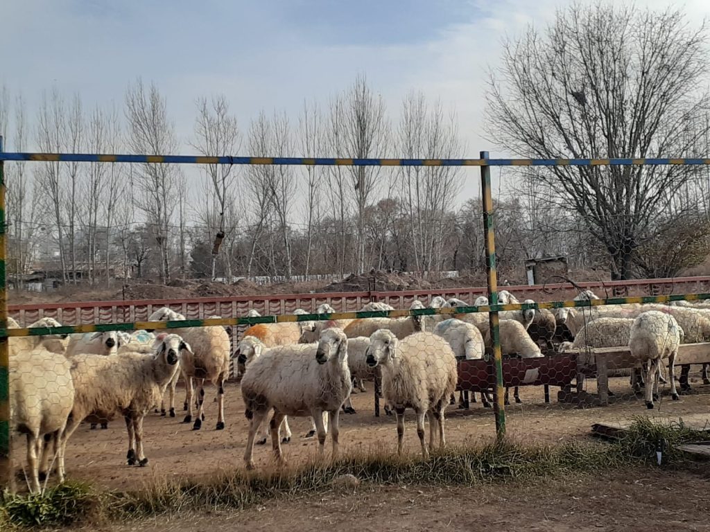 Adaklık ve Şükür Kurbanı Kesimi